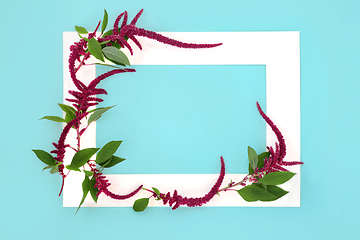 Image showing Amaranthus Plant and Flower Background Border