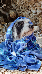 Image showing Beach towel wrapped around a dog sitting on the beach