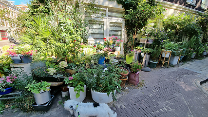 Image showing Typical street view with pots of flowers in Amsterdam Netherlands. Old European city summer landscape