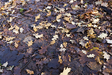 Image showing fallen in autumn