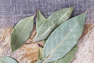 Image showing green laurel leaves