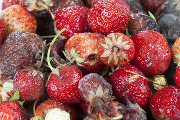 Image showing ripe strawberries