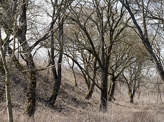 Image showing bare deciduous trees