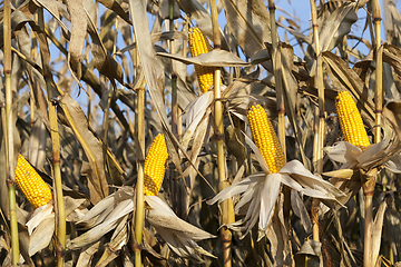Image showing ripe yellow corn