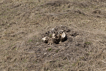 Image showing tree trunks