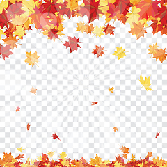 Image showing Maple leaves on transparency grid