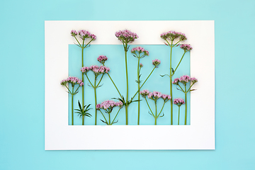Image showing Pink Valerian Herb Flower Background Frame