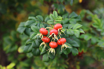 Image showing Branch with  dog rose fruits