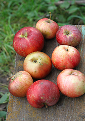 Image showing Bright ripe apples 
