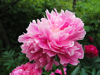 Image showing Beautiful delicate pink peony