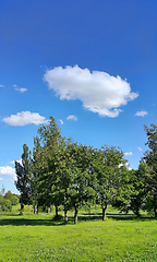 Image showing Beautiful summer landscape 