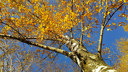 Image showing Trunk and branches with bright yellow leaves of autumn birch aga