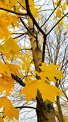 Image showing Trunk and branches with bright yellow leaves of autumn maple tre