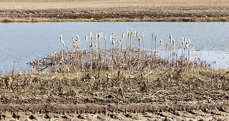 Image showing old dry reeds