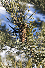 Image showing pine cone