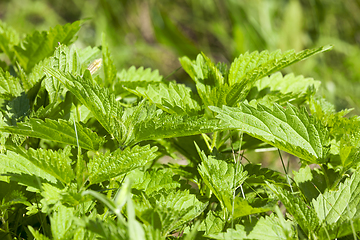 Image showing nettle leaves