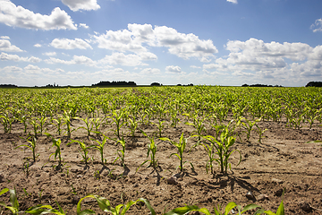 Image showing agricultural field