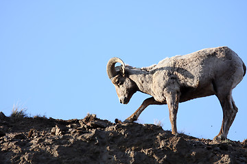 Image showing bighorn sheep digging up roots