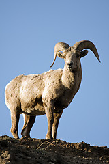 Image showing bighorn sheep atop cliff