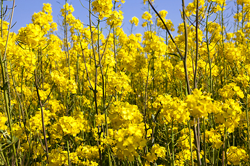 Image showing rapeseed in the field