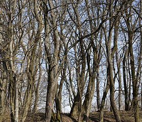 Image showing bare deciduous trees