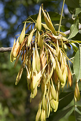 Image showing ash seeds