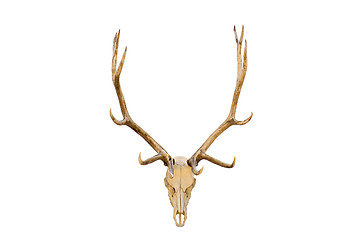 Image showing Elk skull isolated