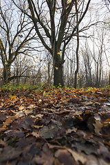 Image showing autumn oak foliage