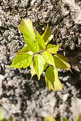 Image showing tree trunk young