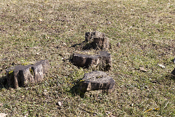 Image showing tree trunks