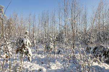 Image showing A young forest, in winter