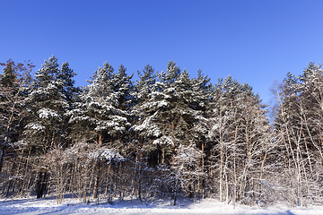 Image showing Trees in the frost