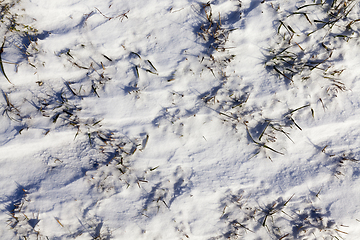 Image showing dry grass in the snow-covered field