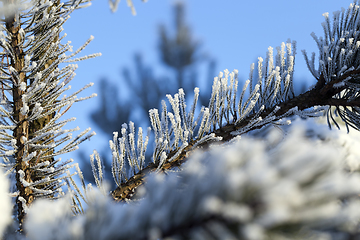 Image showing Pines in the frost