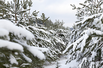 Image showing Snow drifts in winter