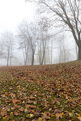 Image showing Autumn forest, fog