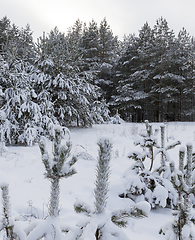 Image showing Forest in winter