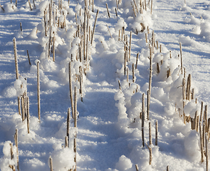 Image showing Field in the snow