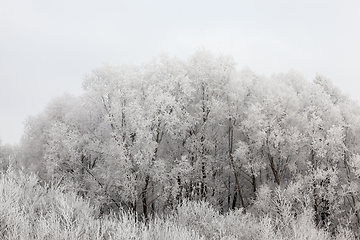 Image showing Trees in the frost