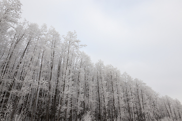 Image showing Winter forest, frost