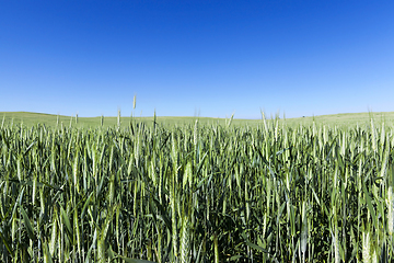 Image showing green unripe cereal