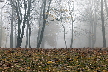 Image showing Autumn forest, fog