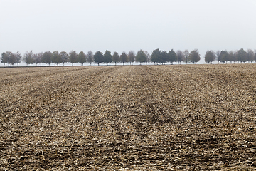 Image showing Cut the stalks of corn in the autumn