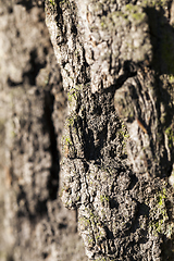 Image showing Tree bark, close-up