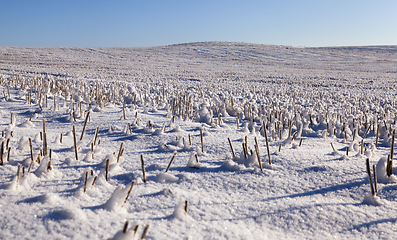 Image showing Snow covered field