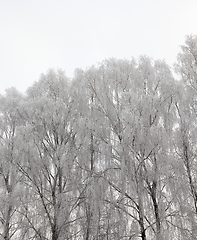 Image showing Photographed winter forest