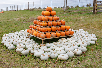 Image showing pyramid from Autumn harvested pumpkins