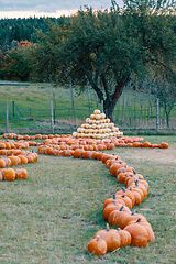 Image showing pyramid from Autumn harvested pumpkins