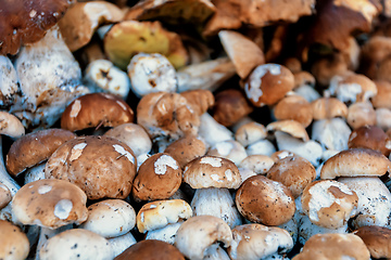 Image showing background from collected mushrooms boletus in pile