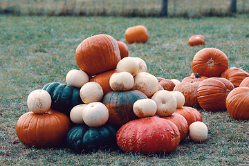 Image showing Ripe autumn pumpkins on the farm